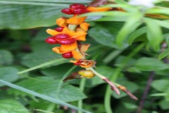 Cautleya spicata